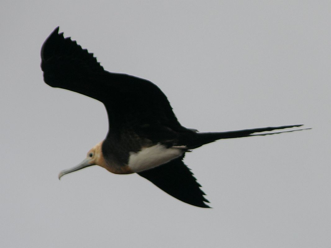 Galapagos 2-1-17 North Seymour Frigatebird